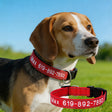 Personalized Dog Collars with Name and Phone Number Reflective Nylon Collar Custom Embroidered Safety Collar with Quick Release Buckle & D-Ring Adjustable Sizes for Small Dogs Medium Large