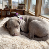 Slide-On Pet ID Tag Silent Stainless Steel Personalized Dog Tag